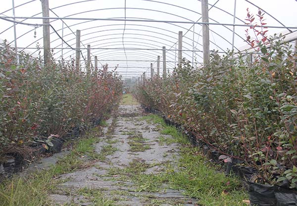 四川藍(lán)莓種苗培育基地