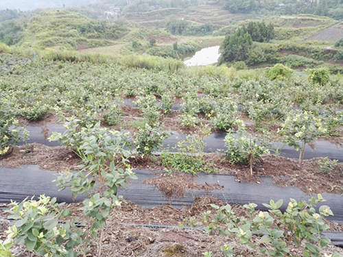 四川藍莓種植技術(shù)