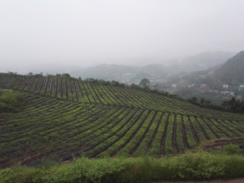 四川藍(lán)莓無(wú)土盆栽