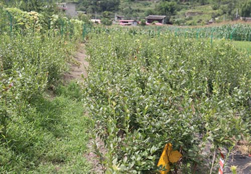 甘孜藍(lán)莓種苗培育基地