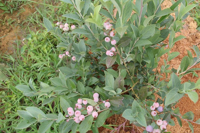 攀枝花藍(lán)莓種植基地