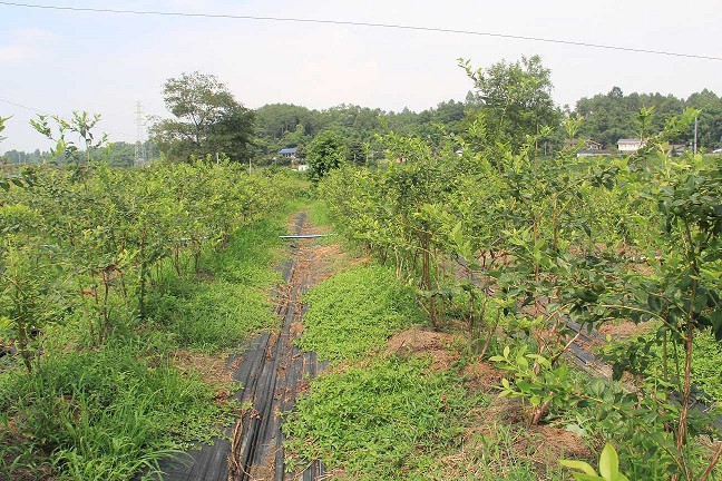 成都邛崍藍(lán)莓種植基地